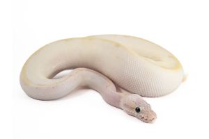 Python regius, ivory pastel